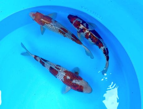 1-2-3    Koda      3x Ochiba Nisai   Je Koi