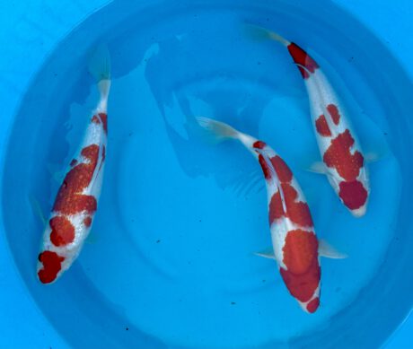 1-2-3 Koda 3x Kohaku Nisai Je Koi