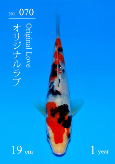 Sakai29 Sakai Super Tategoi Cup Sanke Tosai 19cm Inkl Azukari 2027