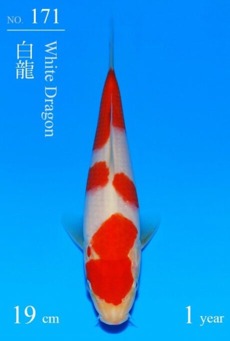 Sakai31 Sakai Super Tategoi Cup Kohaku Tosai 19cm Inkl Azukari 2027