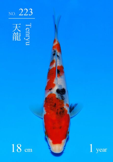 Sakai32 Sakai Super Tategoi Cup Sanke Tosai 18cm Inkl Azukari 2027