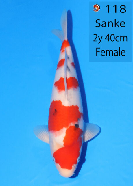 Ooy022 Ooya Female Sanke 40cm